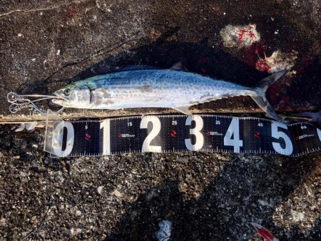 なんとかサゴシ