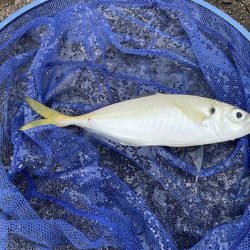 アジングのちショアジギ