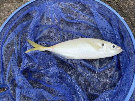 アジングのちショアジギ