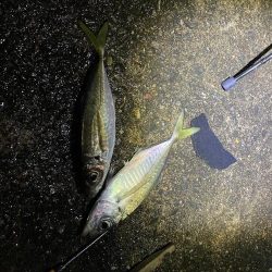 アジングからのショアジギ