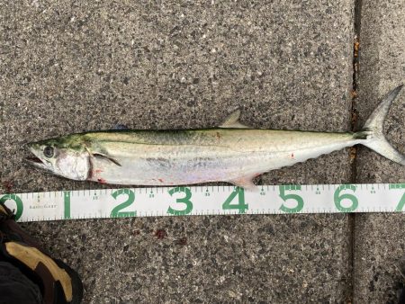 ショアジギング　サワラ