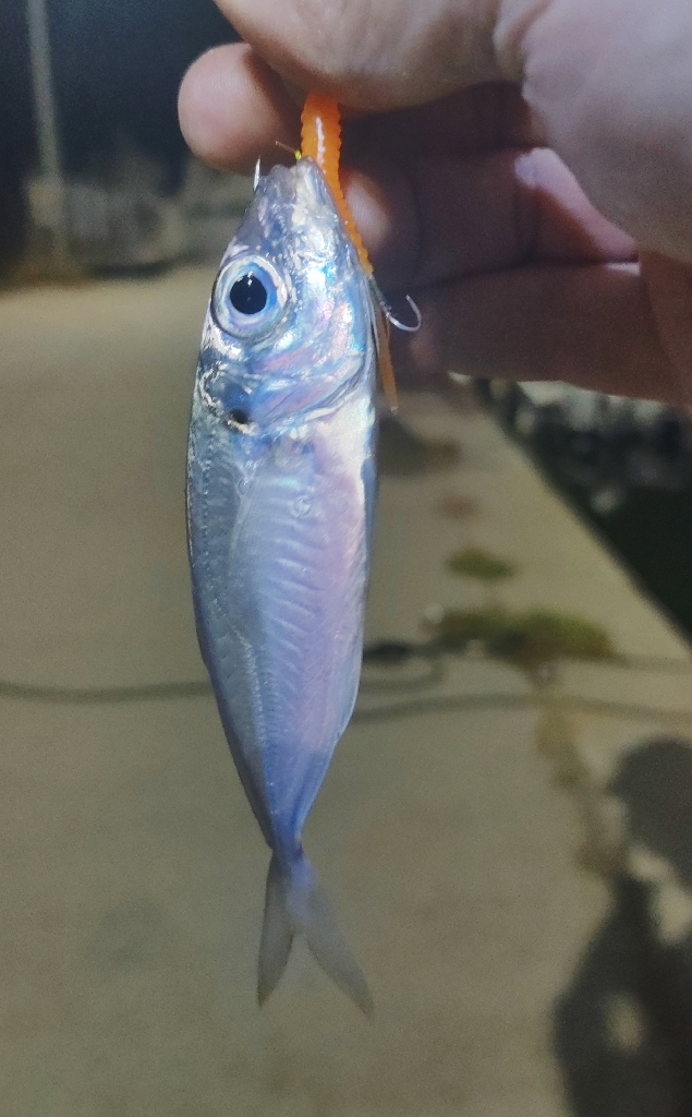 泉南ライトソルト好調