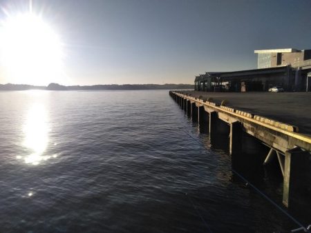 塩釜港　餌釣り　ハゼ　真鯛の子供
