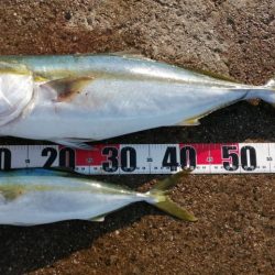 青物　アジのノマセ(泳がせ)釣りが楽しい！