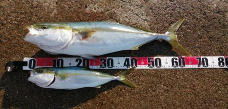 青物　アジのノマセ(泳がせ)釣りが楽しい！…