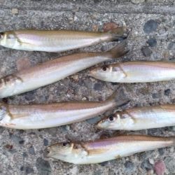 僅かな時合いを捉える事が出来ました