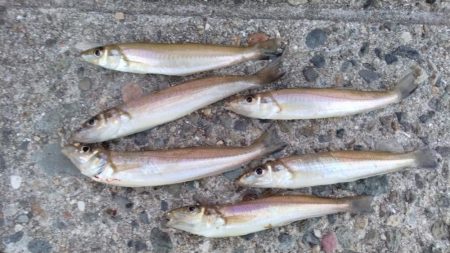 僅かな時合いを捉える事が出来ました