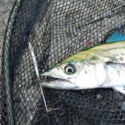 メタルバイブのみに反応有り