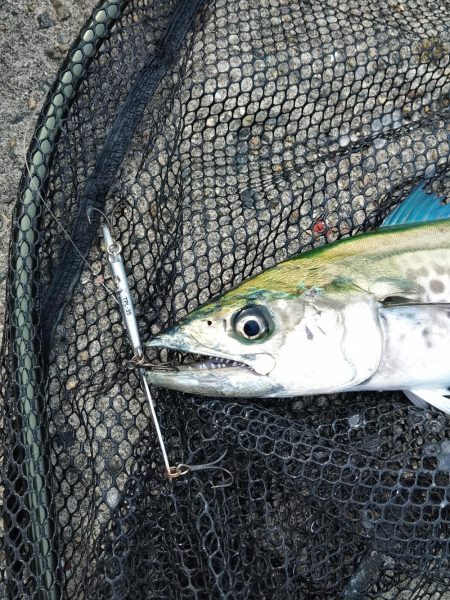 メタルバイブのみに反応有り