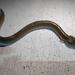 こんな魚も釣れるんですね!