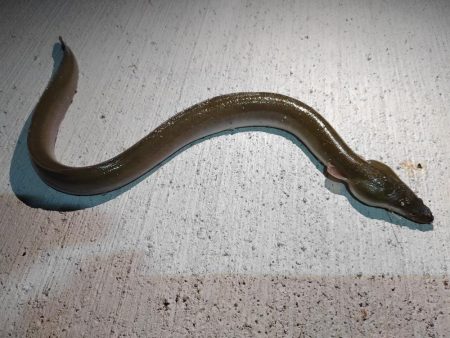 こんな魚も釣れるんですね!