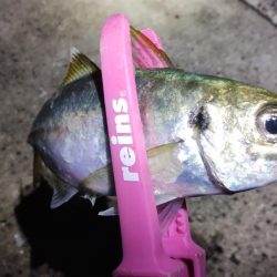 久々のアジング