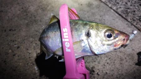 久々のアジング