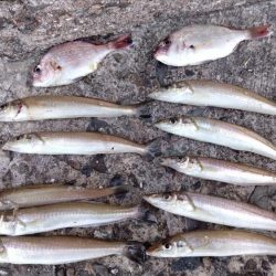 良型キスが揃いました