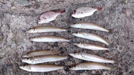 良型キスが揃いました