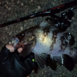 2023/11/07 南港ライトゲーム釣行　メバル狙い