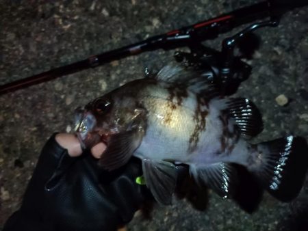 2023/11/07 南港ライトゲーム釣行…