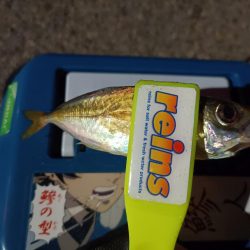 2023/11/08 南港ライトゲーム釣行 (小アジ狙い)