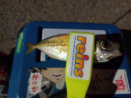 2023/11/08 南港ライトゲーム釣行 (小アジ狙い)