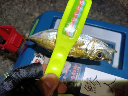 2023/11/09 南港ライトゲーム釣行 (小アジ狙い)