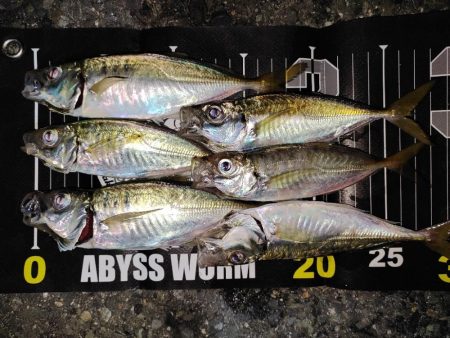 アジング＠南港