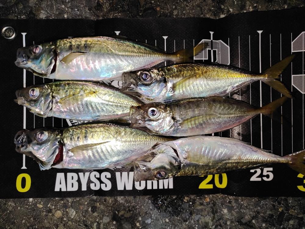 アジング＠南港