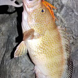 美味しい根魚アンド脳汁ドッバドバ。