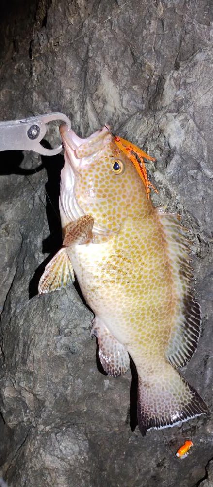 美味しい根魚アンド脳汁ドッバドバ。