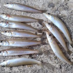 僅かな時合いが有りました