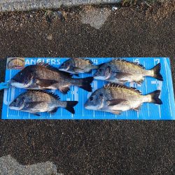 今治出張中　休み取れましたのでフカセ釣り&…