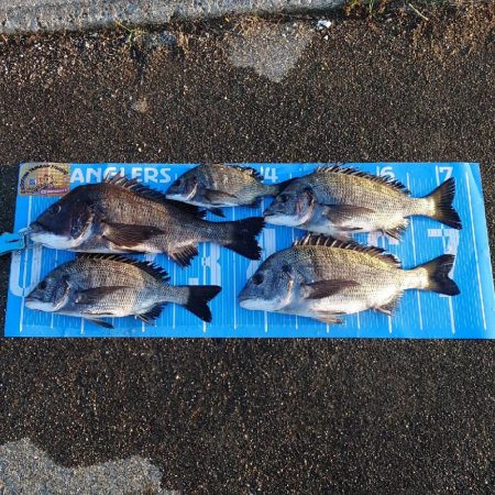 今治出張中　休み取れましたのでフカセ釣り&…