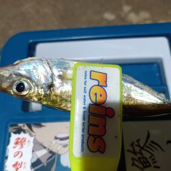 2023/11/11 南港ライトゲーム釣行 (小アジ狙い)