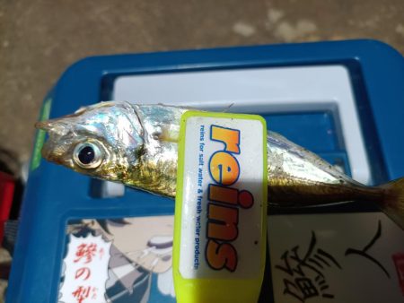 2023/11/11 南港ライトゲーム釣行…