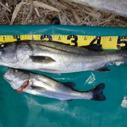 サワラジャンプとナブラとシーバス