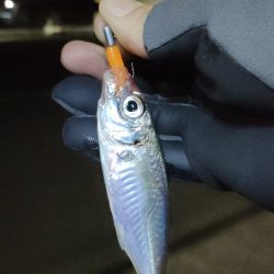 爆風のライトソルト＆エギング