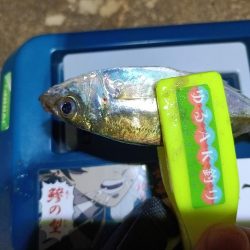 2023/11/13 南港ライトゲーム釣行 (小アジ狙い)