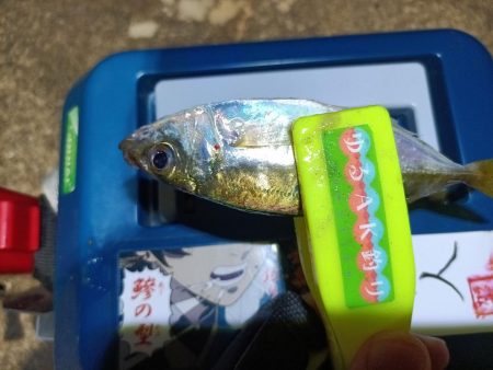 2023/11/13 南港ライトゲーム釣行…