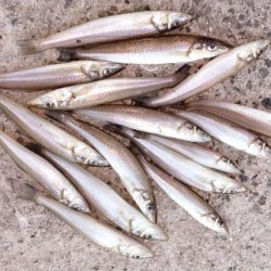 淡路都志港の落ちギス調査