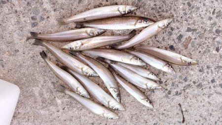 淡路都志港の落ちギス調査