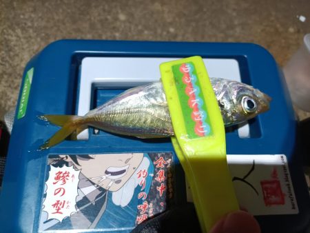 2023/11/14 南港ライトゲーム釣行…