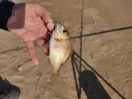 昼間だから釣れないわ