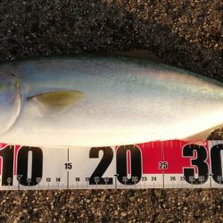 大潮の日の青物