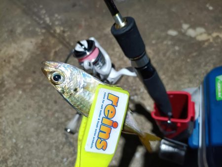 2023/11/15 南港ライトゲーム釣行…