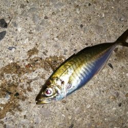 数釣りできます