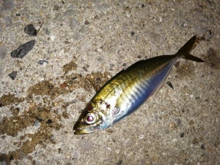 数釣りできます