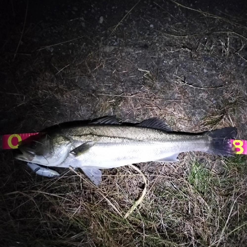 ランカーシーバス