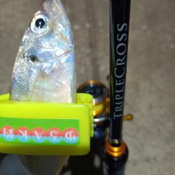 2023/11/20 南港ライトゲーム釣行 (アジ狙い)