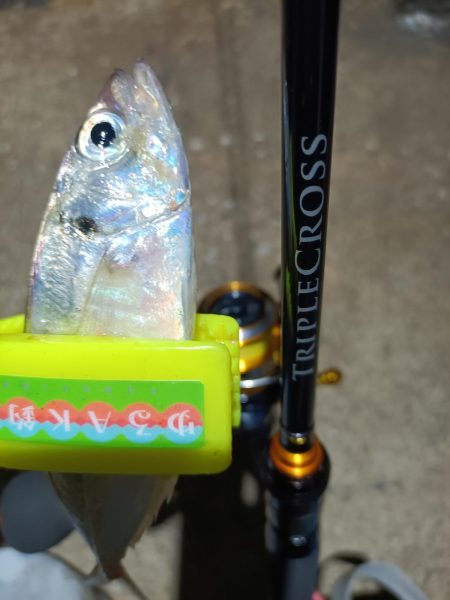 2023/11/20 南港ライトゲーム釣行 (アジ狙い)