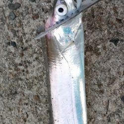 今期いち、タチウオ