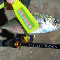 2023/11/22 南港ライトゲーム釣行 (アジ狙い)